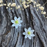 Valkovuokko,roikkuva